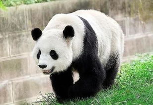 大熊猫哪里是黑哪里是白 