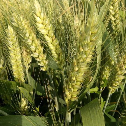 这个高抗赤霉病新品种,最高亩产1711斤,被称为中原第一麦