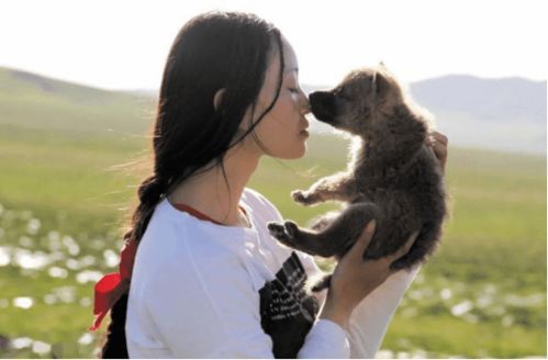 中国第一狼女 李微漪 十年前卖房救狼,十年后与狼再次相逢