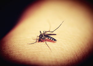 **灭蚊子的小妙招：轻松驱蚊，保卫家园