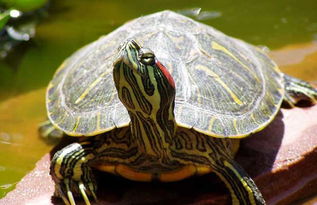 巴西红耳龟为什么不能放生 它该如何饲养 