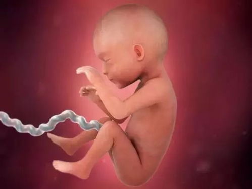 宝宝在你的肚子里是怎么长大的 有木有好神奇 