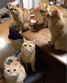 两只大橘猫生下3只小橘猫,养一家子橘猫主人真有钱呢 