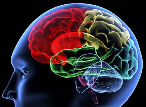 新技术可能揭示大脑的奥秘