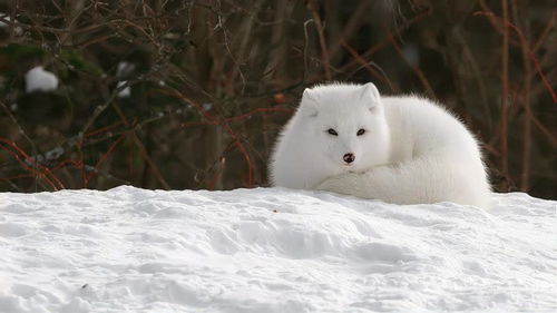 北极雪狐,高清视频 