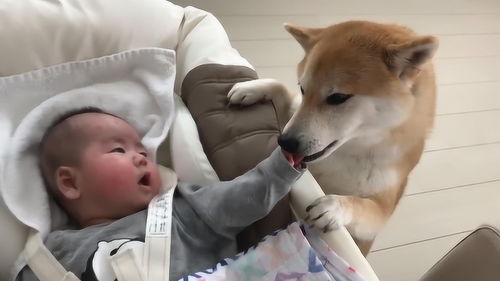 小主人哭个不停,柴犬下一个举动让人暖心,网友 这狗没白养 