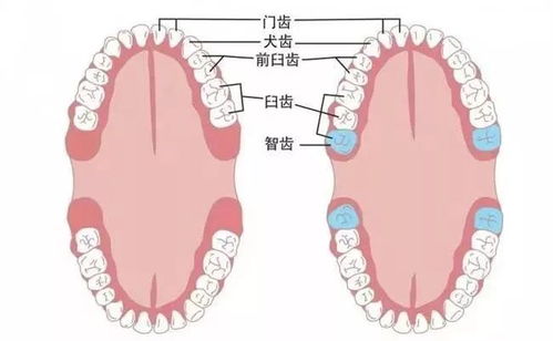 怎么判断长智齿图片