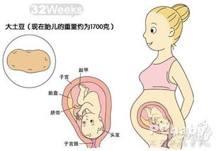 32周一般宝宝几斤？怀孕32周是几个月了怀孕32周需要注意什么