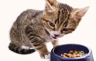 小猫呕吐未消化的猫粮怎么办 
