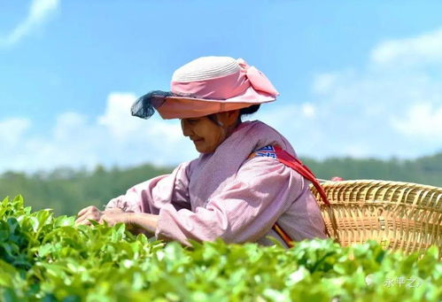 谷雨春茶节