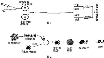 染色质什么时候成为染色体的？是细胞间期还是前期？