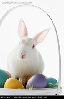 篮子里站在彩蛋上的白兔子 