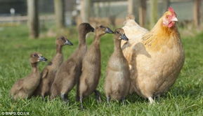 英一农场母鸡孵出5只小鸭 错将鸭蛋当鸡蛋 