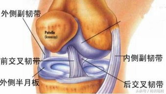 一五零生命 干细胞治疗半月板损伤 引领运动医学新里程