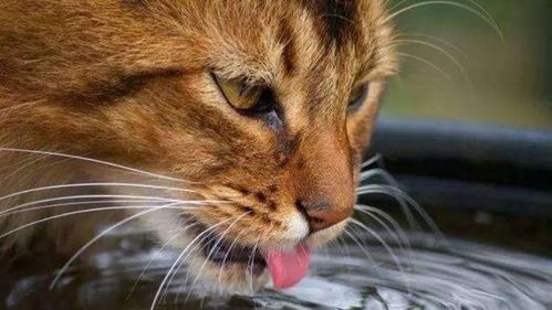 猫突然频繁喝水排尿可能代表的疾病