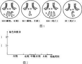 下列关于动物细胞培养的叙述.正确的是 A.培养中的效应T细胞能产生单克隆抗体B.动物细胞培养只能传50代左右.所培育的细胞会衰老死亡C.人的成熟红细胞经过培养能形成细胞株 