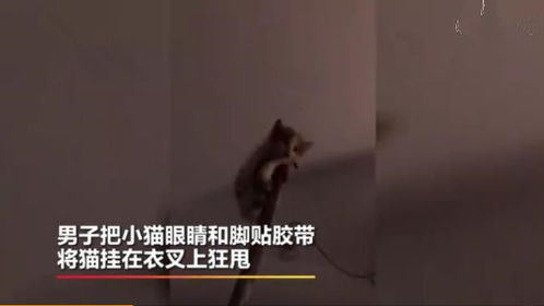 网曝小红书用户发布虐猫视频,虐猫人到底是一种什么心态