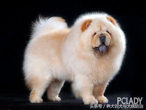 中国著名的狗品种有几种 它们有哪些特征 