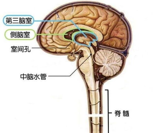 孕期产检胎儿 侧脑室增宽 数据不同影响不同,孕妈要搞清楚