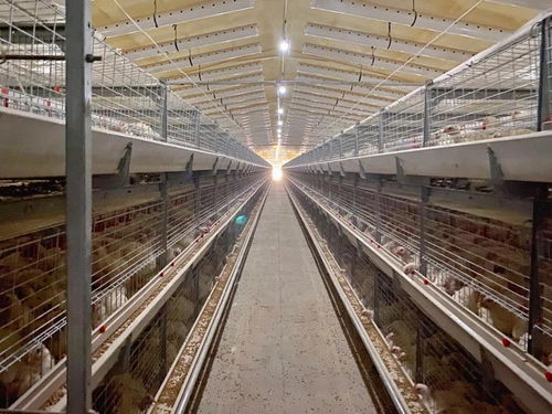 养殖业绿色变革,纽恩泰助力河北养鸡场降成本 提效益