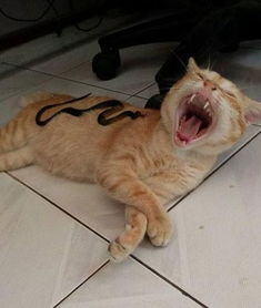 猫咪趴在地板上熟睡,主人恶作剧将假蛇放其身上,结果出乎意料