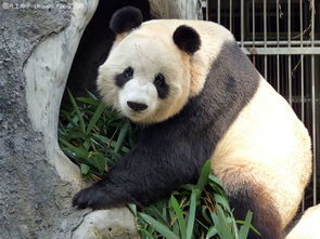 福州熊猫世界的实用信息 