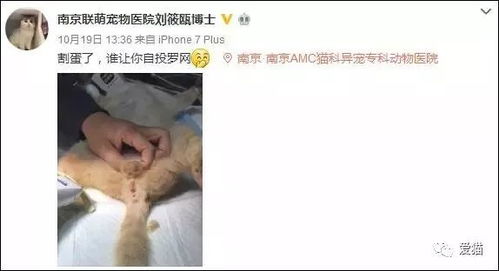 送上门的猫蛋,不割白不割