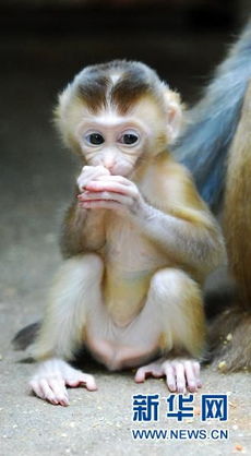 豚尾猴与猕猴杂交猴崽九江诞生 