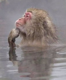 猴子搞笑图片