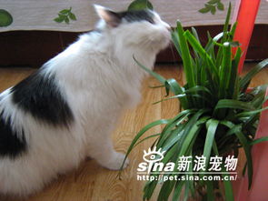 我家有只想吃韭菜的猫 