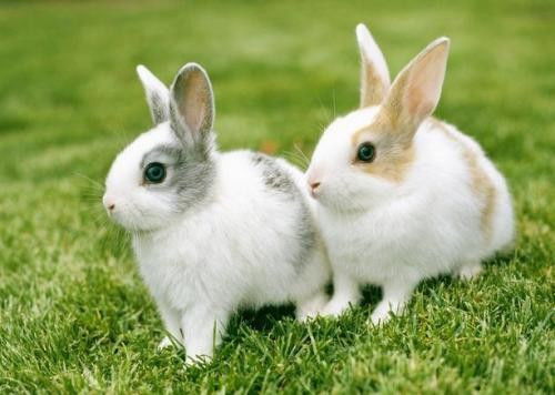 小兔子要多少天才会吃草啊 