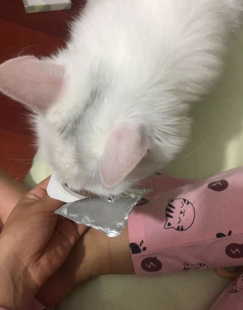 小猫可以喝酸奶吗,一个月的小猫可以喝酸奶吗