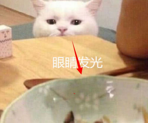 主人吃着红烧肉,转头看到猫咪的眼神给他吓坏了 不给吃的鄙视你