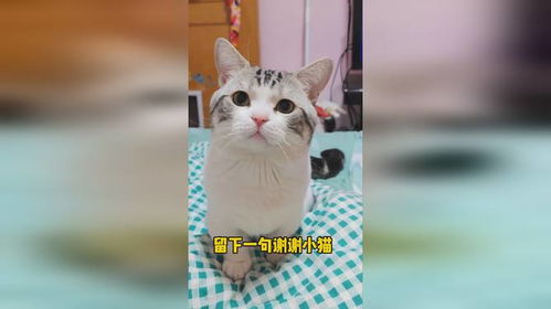 好运小猫带给你好运气,霉运请走开