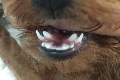 狗狗长了双排牙 一岁之前可以尝试矫正,一岁之后就只能拔掉啦