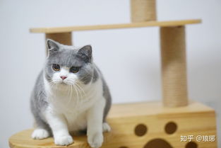 请问在深圳开一个cfa注册正规英国短毛猫,英短蓝猫猫舍是什么一种什么体验 