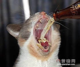专供猫喝的葡萄酒 奇葩酒就此诞生 