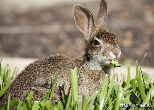 养兔技术 春季家兔繁殖 疾病预防等五项管理工作