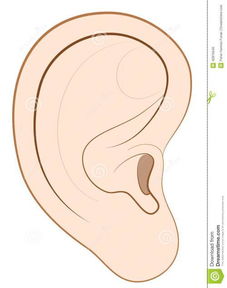 有些人的耳朵可以动来动去其实是？有些人的耳朵可以动来动去这是什么现象