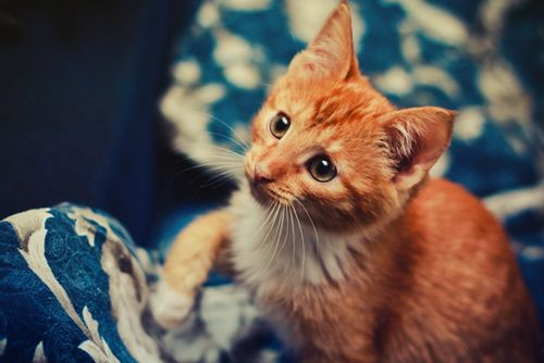 养宠经验 刚出生的橘猫需要补充营养吗,怎么给刚出生的橘猫补充营养