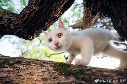 苏州园林的猫 霸占热搜,网友 救命 甜死了