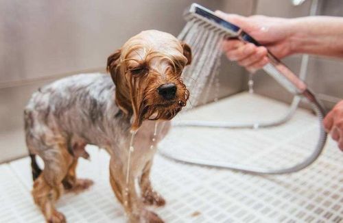 人和宠物不能共用沐浴露和除臭剂,主要是因为这4方面原因