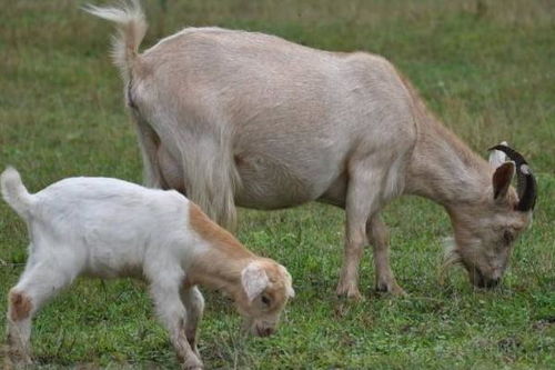 头胎母羊为什么产单羔,为什么不适合做种羊
