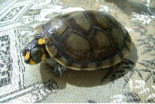 黄头侧颈龟寿命 菜鸟的养龟攻略