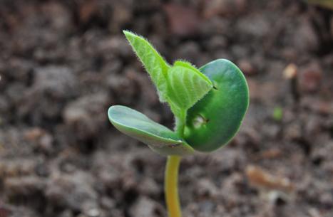 黄豆的生长过程,种黄豆几天发芽成长过程