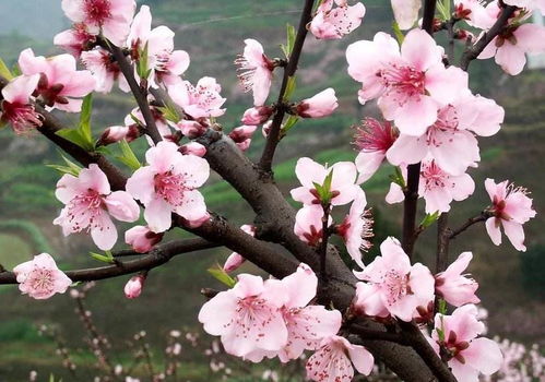大家觉得樱花好看还是桃花好看 更新其他春天的花 