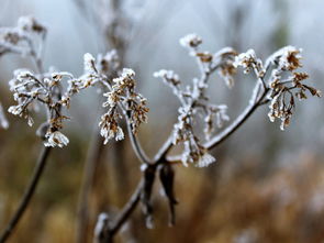 雪人故事绘本，冬日里的温暖陪伴，雪人故事绘本编故事