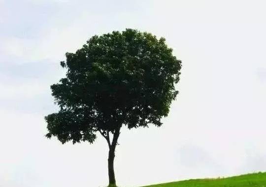 心理测试 选你最喜欢的一棵大树,测下半年你的什么运势会好转