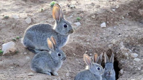 澳大利亚野兔成灾,体重近百斤,为什么却没人吃呢