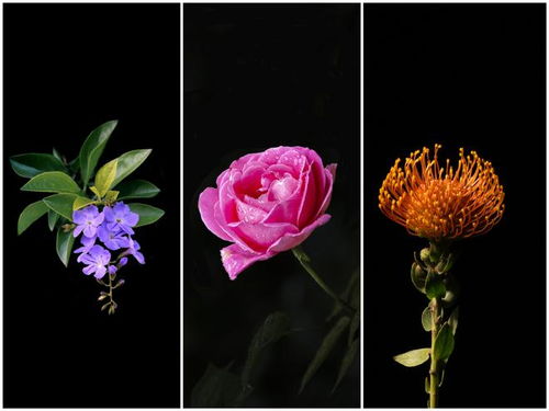用手机拍花卉怎样使背景变黑(怎么用手机拍花卉)
